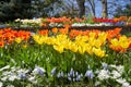 Beautiful flower bed of different spring flowers, tulips, daisies, muscari. Spring flowers in the garden Royalty Free Stock Photo