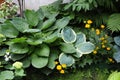 A beautiful flower bed in the garden. Variegated Hostas Royalty Free Stock Photo