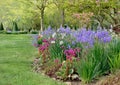 beautiful flower bed of pink bergenia cordifolia blooming in a park