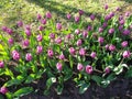 Beautiful flower bed of pink tulips in the sunlight. Royalty Free Stock Photo