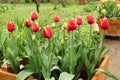 Beautiful flower bed with red and yellow tulips Royalty Free Stock Photo