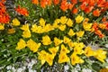 Beautiful flower bed of red and yellow tulips in the garden on a sunny day Royalty Free Stock Photo