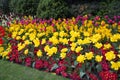 Beautiful flower bed in the spring park. Royalty Free Stock Photo