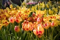 Beautiful flower bed of yellow and red tulips. Nature. Background.