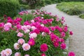 Beautiful flower bed with paeonies and walking way at westpark munich, bavaria