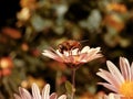 Beautiful flower and bee. Pink flowers. Beautiful pink flowers. Beautiful plants. Plants. Big pink daisy. Bee Royalty Free Stock Photo