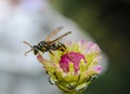 Beautiful flower with bee in the summer garden