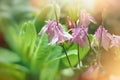 Beautiful flower bells lit by sunlight Royalty Free Stock Photo