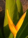 Beautiful flower of bird of paradise. Selective focus on flower shape shows the concept of victory.