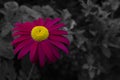 Beautiful flower on a black and white background. A closeup of a beautiful flower on a black and white background