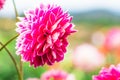 Beautiful flower blooming in spring day by Macro lens Royalty Free Stock Photo