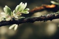 Beautiful flower blossom on burnt land after wildfire as forest rebirth after wildfire natural disaster caused by hazard Royalty Free Stock Photo