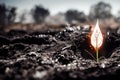 Beautiful flower blossom on burnt land after wildfire as forest rebirth after wildfire natural disaster caused by hazard Royalty Free Stock Photo