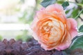 Beautiful flower blossom delicate pink rose flower in roses garden, blooming flowers background Royalty Free Stock Photo