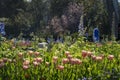 Beautiful flower blossom at Descanso Garden Royalty Free Stock Photo