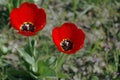 Beautiful flower blossom growing puppy spring