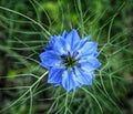 Beautiful Flower Blossom in Kashmir Royalty Free Stock Photo