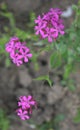 Beautiful Flower Blossom in Kashmir Royalty Free Stock Photo