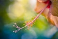 Beautiful flower blossoming hibiscus in macro closeup. Nature background, wallpaper, desktop, cover. Royalty Free Stock Photo