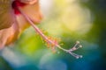 Beautiful flower blossoming hibiscus in macro closeup. Nature background, wallpaper, desktop, cover. Royalty Free Stock Photo