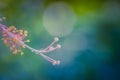 Beautiful flower blossoming hibiscus in macro closeup. Nature background, wallpaper, desktop, cover. Royalty Free Stock Photo