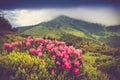 Beautiful flower blossoming rhododendrons in the mist mountains, glowing by sunlight. Royalty Free Stock Photo