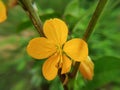 Beautiful flower of blossoming senna