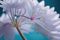 beautiful flower on a blue backgroundbeautiful flower on a blue backgroundbeautiful botanical shot, natural wallpaper