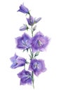 Beautiful flower blue bell on white background, watercolor botanical illustration, hand drawing Royalty Free Stock Photo