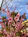 Beautiful flower and blue sky