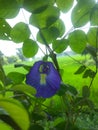 Beautiful Flower blueflower nature Royalty Free Stock Photo