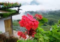 Beautiful flower with blur background