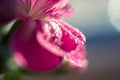 Beautiful flower border, gentle white Gerbera with dew drops on the petals over purple colorful background, beauty of Royalty Free Stock Photo