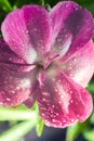 Beautiful flower border, gentle white Gerbera with dew drops on the petals over purple colorful background, beauty of Royalty Free Stock Photo