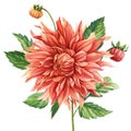 Beautiful flower of botanical drawings on a white isolated background. Watercolor dahlia Royalty Free Stock Photo