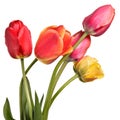 Beautiful flower bouquet from tulips isolated on a white Royalty Free Stock Photo