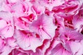 Beautiful flower bright pink hydrangea. Close up Royalty Free Stock Photo