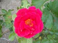 Beautiful flower of a bright pink rose. Terry rose with a yellow core and ocher stamens and pestle inside. Delicate rose petals in Royalty Free Stock Photo