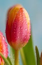 Beautiful flower bud and gray blurred background. Macro of pink tulip with water drops. Shallow depth of field. Royalty Free Stock Photo