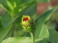 Beautiful flower bud of ZÃÂ­nnia ÃÂ©legans, macro, Ukraine. Royalty Free Stock Photo