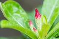 Beautiful flower buds with Desert rose, Azalea flower, Pink Bignonia, Impala lily flowers Royalty Free Stock Photo