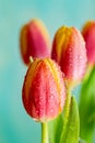 Beautiful flower buds and green blurred background. Pink tulips with water drops. Macro. Shallow depth of field. Royalty Free Stock Photo