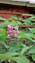 Beautiful flower with buds of Salvia involucrata also known as rosy leaf sage Royalty Free Stock Photo