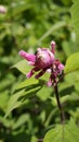Beautiful flower with buds of Salvia involucrata also known as rosy leaf sage Royalty Free Stock Photo