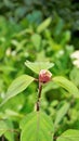 Beautiful flower with buds of Salvia involucrata also known as rosy leaf sage Royalty Free Stock Photo