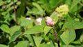 Beautiful flower with buds of Salvia involucrata also known as rosy leaf sage Royalty Free Stock Photo