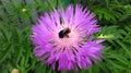 Beautiful flower, a bumblebee gathers nectar