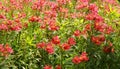 Beautiful flower bush in the kodaikanal bryant park.