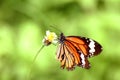 Flower and Butterfly