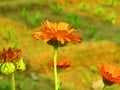 Beautiful flower Calendula officinalis, the pot marigold, ruddles, common marigold or Scotch marigold. Royalty Free Stock Photo